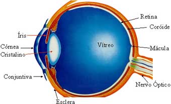 Anatomia Do Olho Humano Pdf