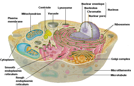 Biologia Celular