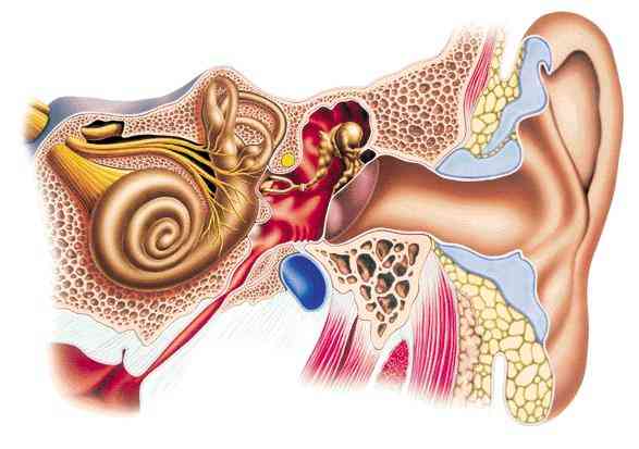 ouvido sensorial, tuba e cavidade otológica, orelha