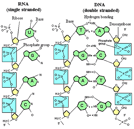 estrutura molecular