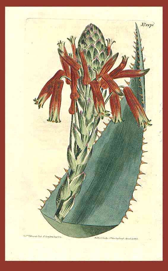 Aloe rhodacantha