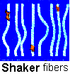 Shaker  Fiber Structure