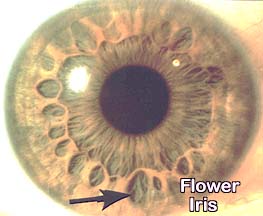 Flower iris