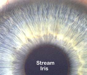 Stream Iris
